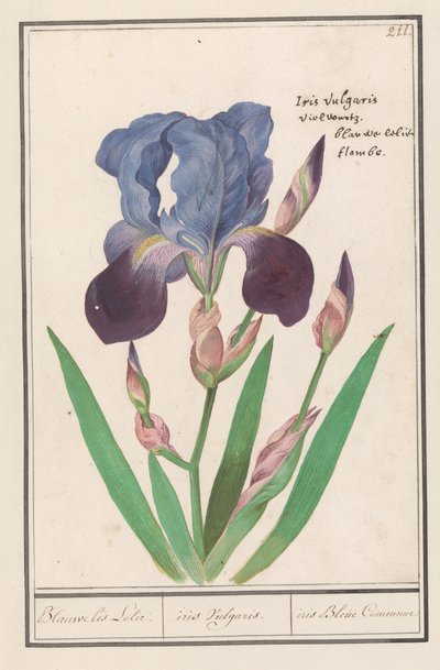 Iris pourpre (Iris germanica) - Anselmus Boëtius de Boodt
