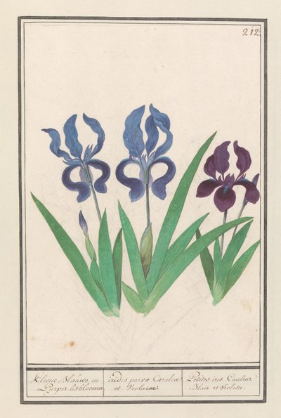 Iris pourpre (Iris germanica) - Anselmus Boëtius de Boodt
