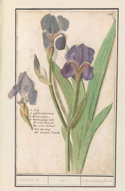 Iris pourpre (Iris germanica) - Anselmus Boëtius de Boodt
