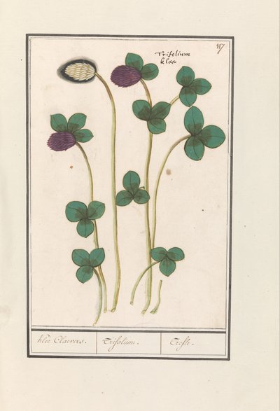 Trèfle rouge (Trifolium pratense) - Anselmus Boëtius de Boodt