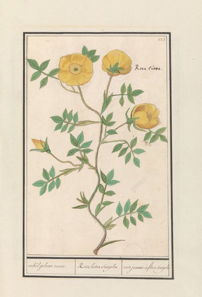 Rose (Rosa) - Anselmus Boëtius de Boodt