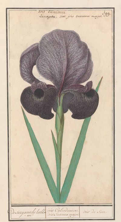 Iris susiana (Iris susiana) - Anselmus Boëtius de Boodt