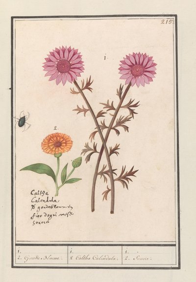 Fleur rose (inconnue) et souci (Calendula officinalis) - Anselmus Boëtius de Boodt