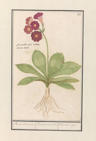 Sleutelbloem (Primula) / Roode Beeren oore. / Auricula ursi rubra. / Auricule rouge - Anselmus Boëtius de Boodt