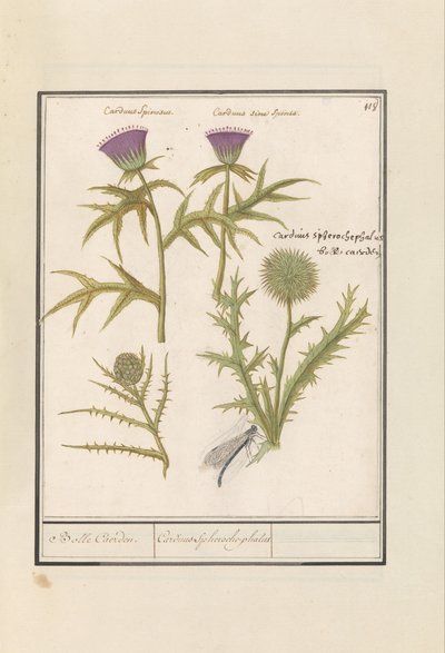 Chardon (Carduus) et Artichaut (Cynara cardunculus) - Anselmus Boëtius de Boodt