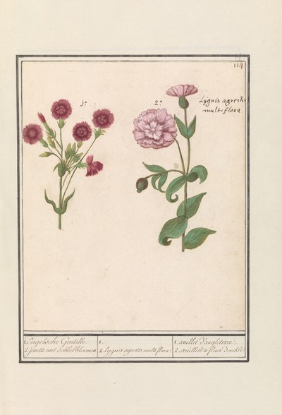 Deux œillets (Dianthus) - Anselmus Boëtius de Boodt
