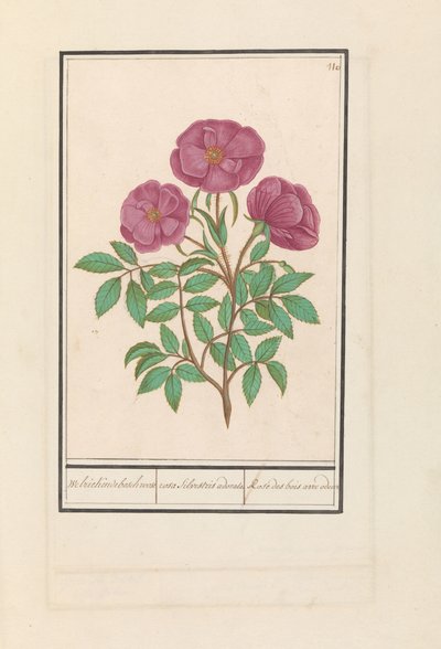 Rose sauvage (Rosa) - Anselmus Boëtius de Boodt