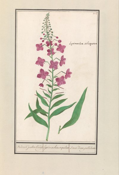 Wilgenroosje (Chamerion angustifolium) - Anselmus Boëtius de Boodt
