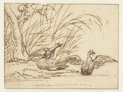 Trois canards au bord de l