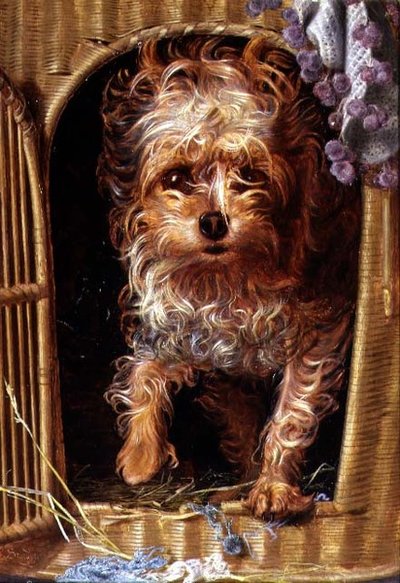 Darby, un terrier du Yorkshire - Anthony Frederick Augustus Sandys