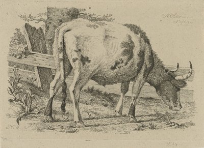 Vache broutant près d