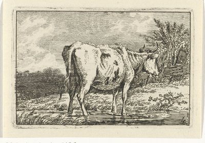 Vache debout dans une flaque Vaches (titre de la série) - Anthony Oberman