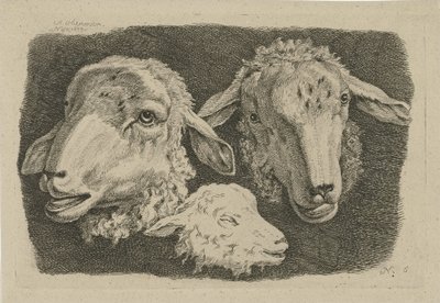 Deux têtes de moutons et une tête d