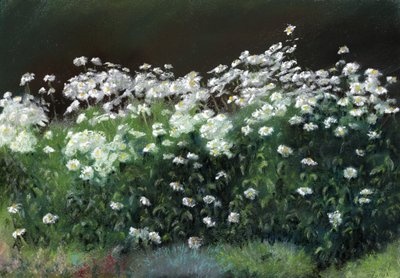 Marguerites Shasta - Anthony Rule