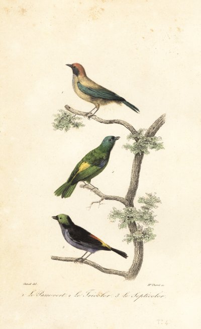 Tangara à ventre cuivré, tangara à tête verte et tangara du paradis - Antoine (after) Chazal