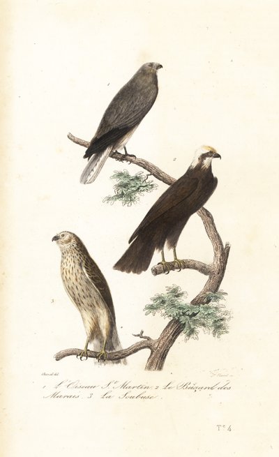 Busard Saint-Martin, busard des roseaux et busard de Montagu - Antoine (after) Chazal