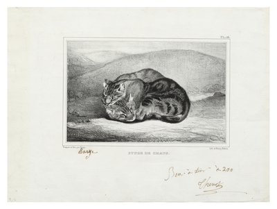 Étude de chats - Antoine Louis Barye