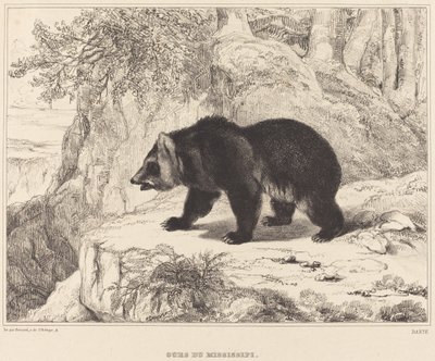 Ours du Mississippi - Antoine Louis Barye