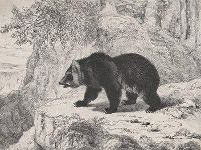Ours du Mississippi - Antoine Louis Barye