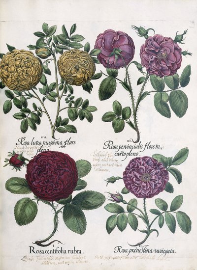 Quatre types de roses, 1613 - Antoine Pesne