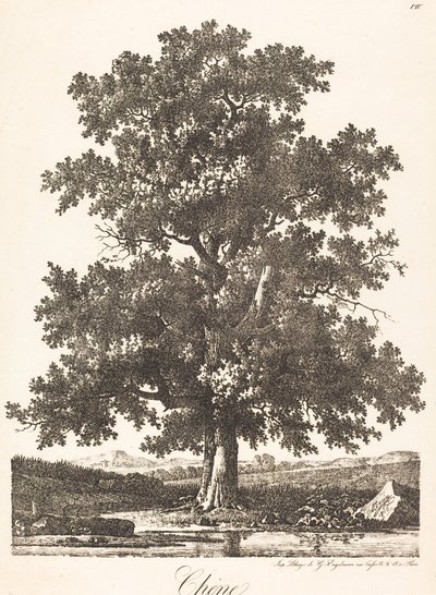 Chêne - Antoine Pierre Mongin