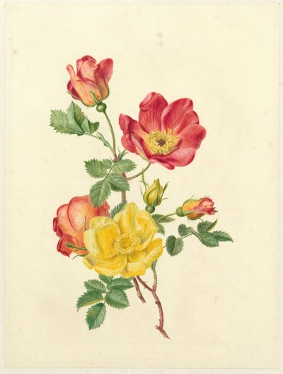 Branche de roses sauvages - Antoinette Luden