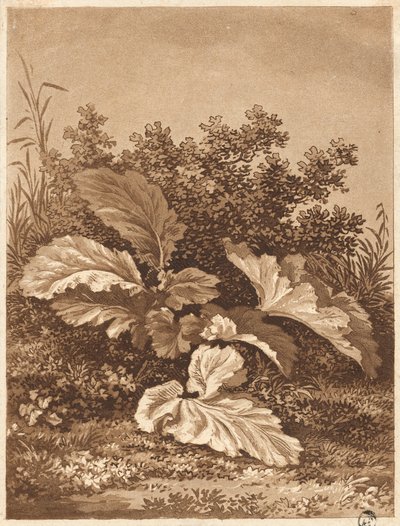 Étude de feuilles, vers 1800 - Anton Balzer