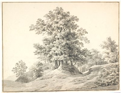 Paysage avec de grands arbres près de l