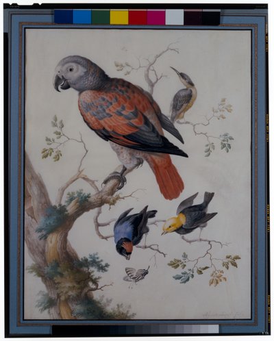 Un perroquet rouge et gris avec d