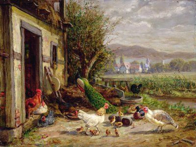 Poules, canards et un paon près d