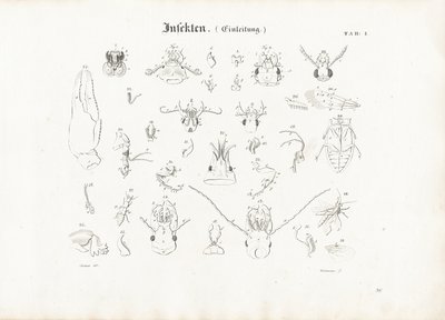 Anatomie des insectes - Anton Wachsmann