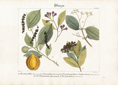 Plantes à épices d