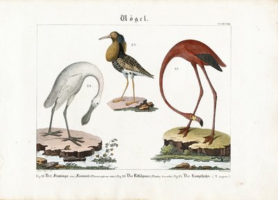 Flamant, spatule et grémille - Anton Wachsmann