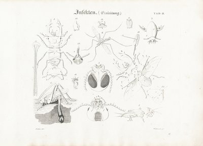 Anatomie des insectes - Anton Wachsmann