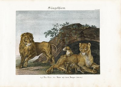 Famille de lions dans leur habitat naturel - Anton Wachsmann