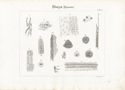 Anatomie des plantes (Phytotomie) - Anton Wachsmann