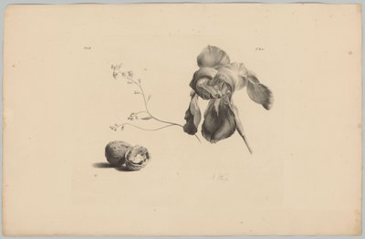 Amaryllis et noix - Anton Weiss
