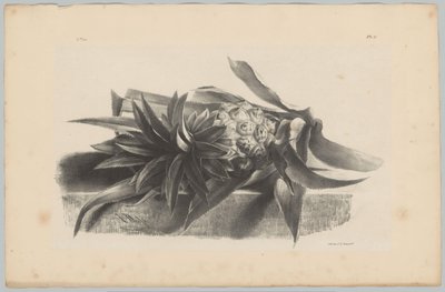 Ananas - Anton Weiss