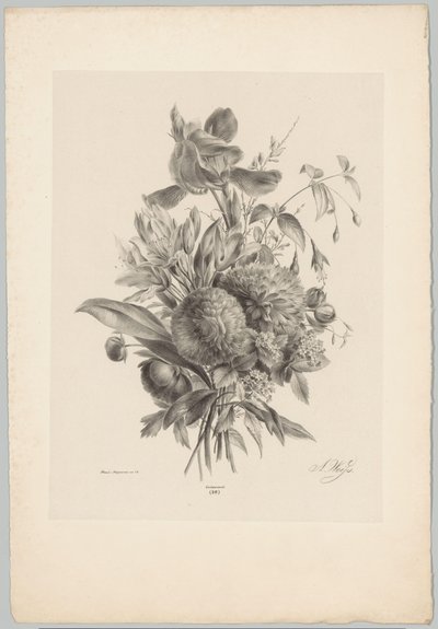 Œillets et lys (série: Études de fleurs et de fruits, 10e livraison) - Anton Weiss