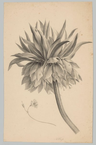 Fleur sur tige (série Bloem en Fruit Studien, 3e épisode) - Anton Weiss