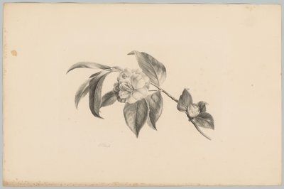 Fleurs (Bloem en Fruit Studien, 3ème livraison) - Anton Weiss
