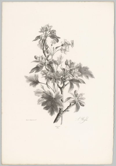 Fleurs sur une branche - Anton Weiss