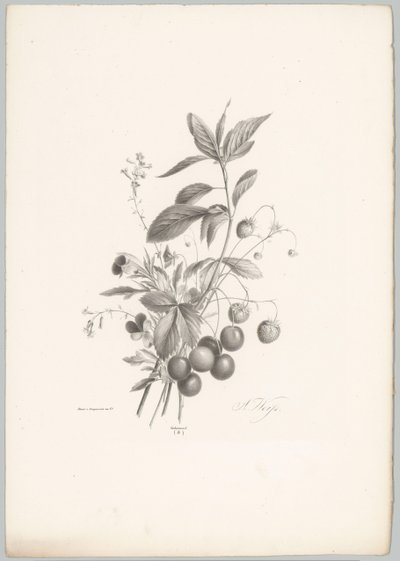 Fleurs, fraises et cerises (Bloem en Fruit Studien, 10e aflevering) - Anton Weiss