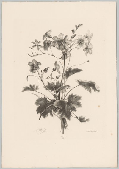 Fleurs avec des épines (Bloem en Fruit Studien, 10e aflevering) - Anton Weiss