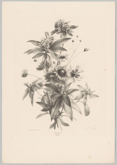 Fleurs diverses - Anton Weiss