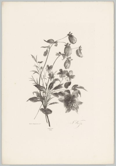 Diverses fleurs - Anton Weiss