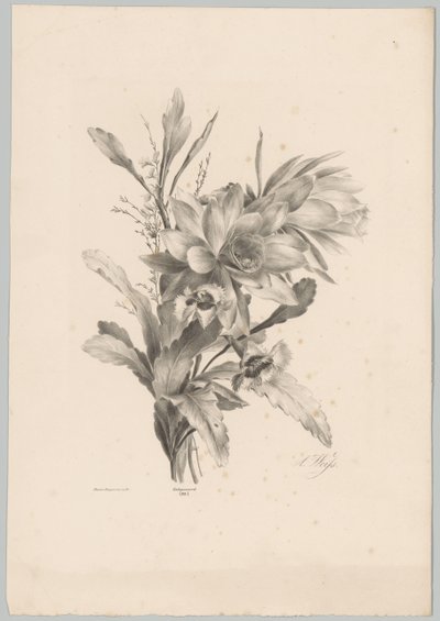 Diverses fleurs - Anton Weiss