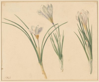 Trois études de crocus - Anton Weiss