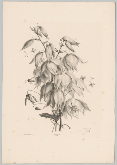 Fleurs suspendues - Anton Weiss