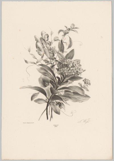 Hortensias et autres fleurs - Anton Weiss